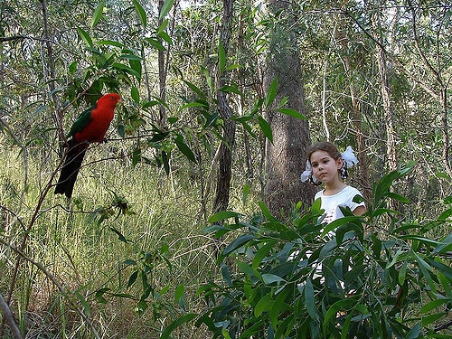 girl looking at bird