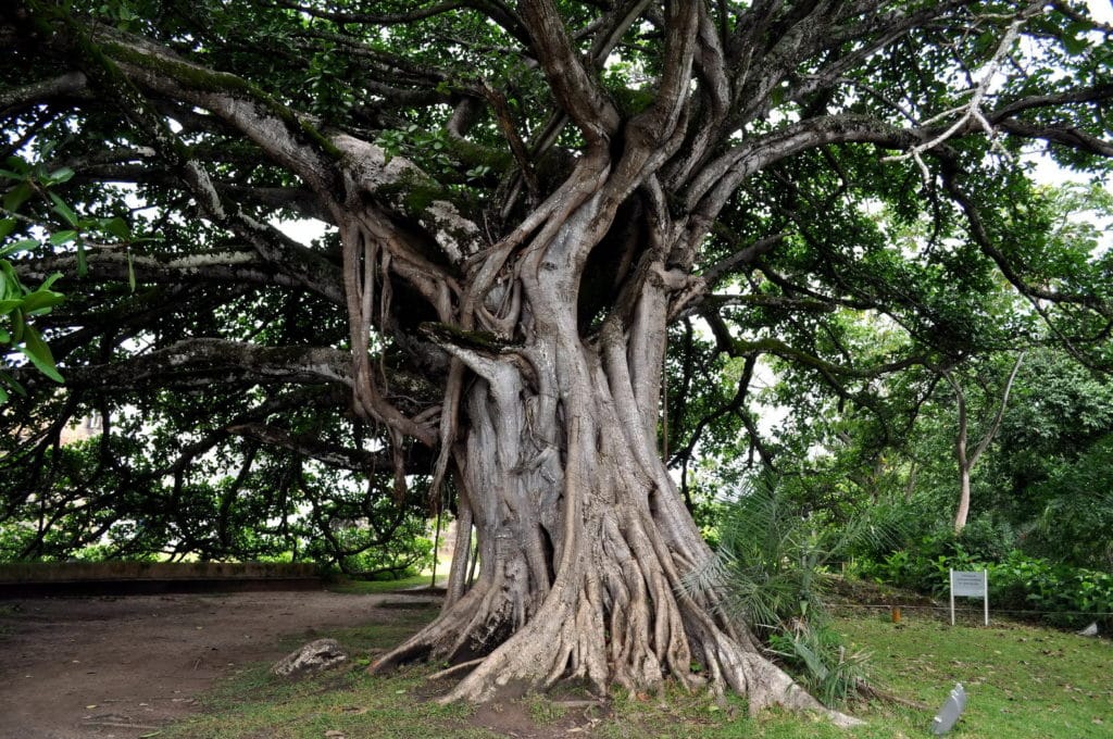 Old big tree with big roots